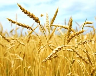 Глобальное потепление уменьшит урожайность ключевых зерновых культур